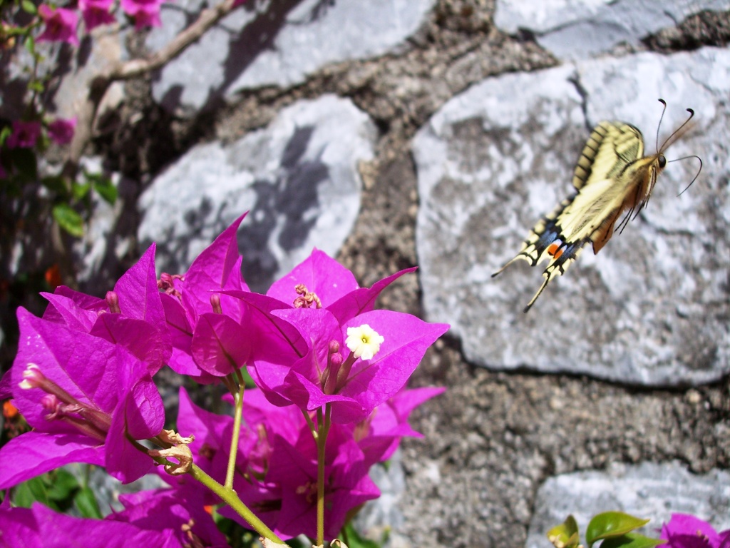 Papilio machaon in volo